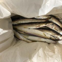 入れ食いカマス