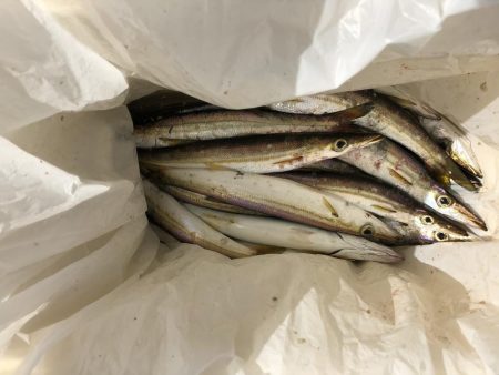 入れ食いカマス