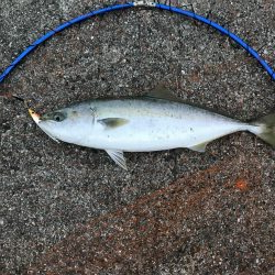 22日に引き続き好調