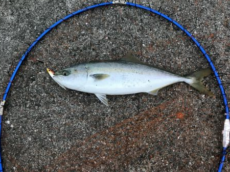 22日に引き続き好調