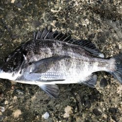 イチノ兄弟、釣果!