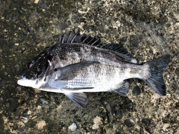 イチノ兄弟、釣果!