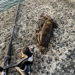 アオリイカ成長中