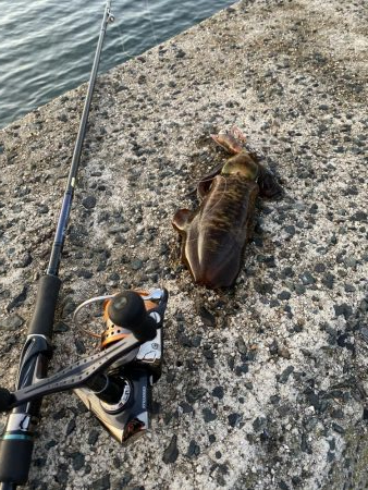 アオリイカ成長中