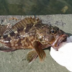 goodサイズのガシラ！