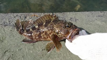 goodサイズのガシラ！