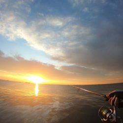 四日市 霞一文字提 ツバス