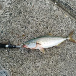 久しぶりの青物良い感じ