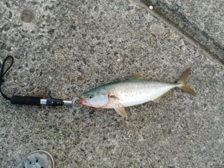 久しぶりの青物良い感じ