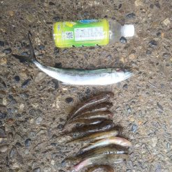 サゴシとハゼと