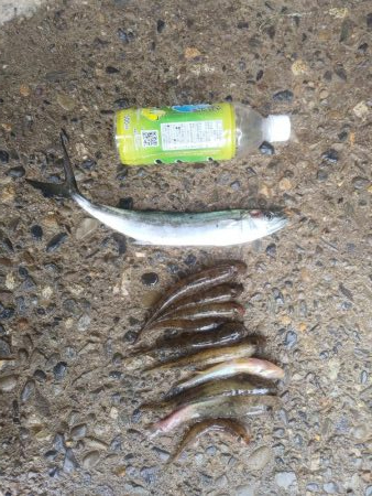 サゴシとハゼと