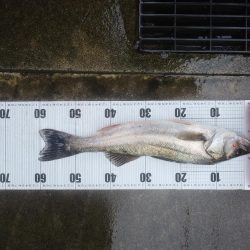 サヨリパターン