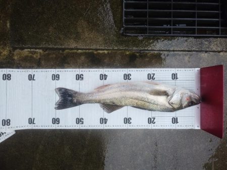 サヨリパターン