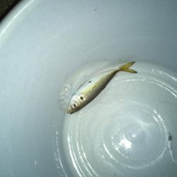 ひさびさに調査