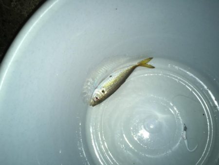 ひさびさに調査