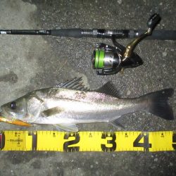 シーバス短時間狙い