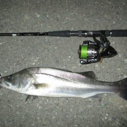 シーバス短時間釣行