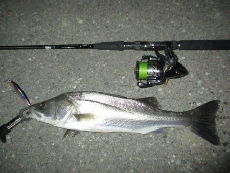 シーバス短時間釣行