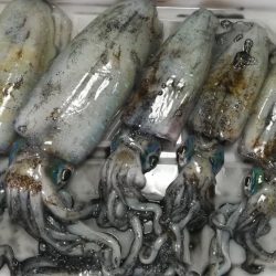 朝の時合だけしか反応が無い