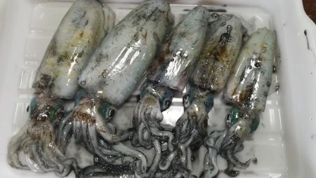 朝の時合だけしか反応が無い