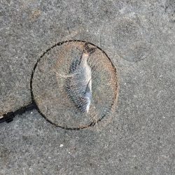 フカセが一番・・面白いです・・