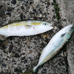 久々のショアジギング