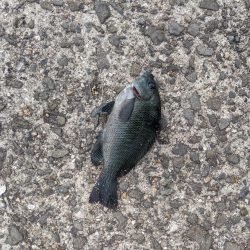 サビキでアジ大量。ジグをロスト…。