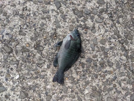 サビキでアジ大量。ジグをロスト…。