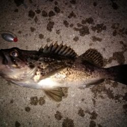 テキサスリグでクロソイ狙い