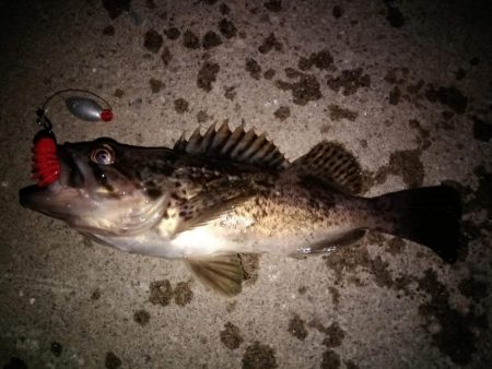 テキサスリグでクロソイ狙い