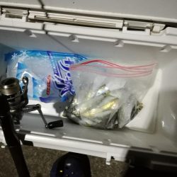 1時間だけサビキ