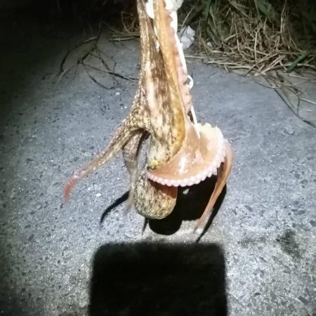 オクトパッシング