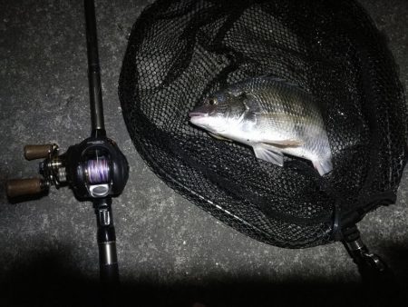 南港ヘチ釣行 (10/06 南港ヘチ釣り キビレチヌ31cm、ガシラ、シーバス、ハゼ 釣果有り)