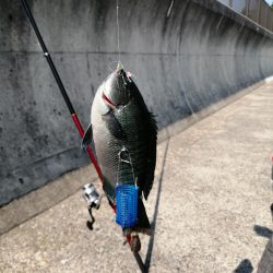 一年ぶりのアジュール