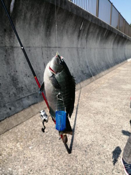 一年ぶりのアジュール