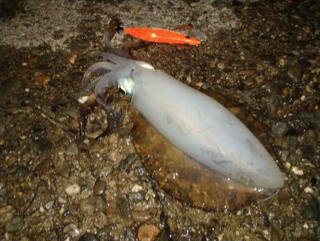 トンカツサイズのアオリイカが釣れている