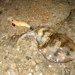 アオリイカが釣れ始めた