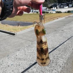 アオリイカ探して