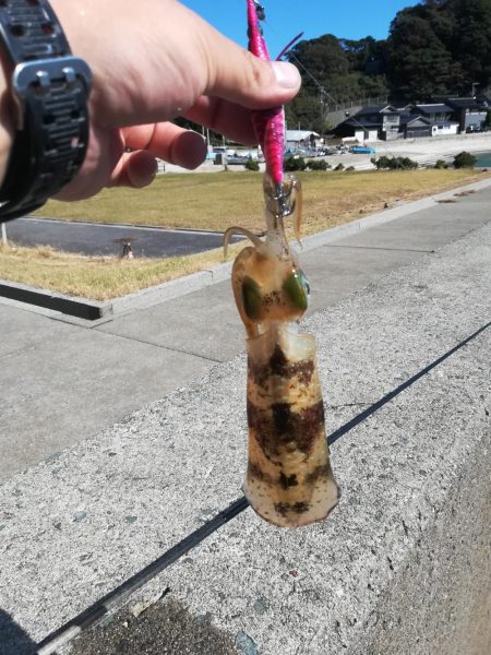 アオリイカ探して