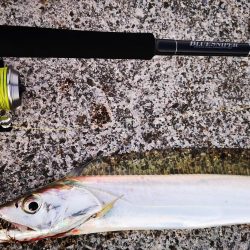 ロッド鱗つけで太刀魚