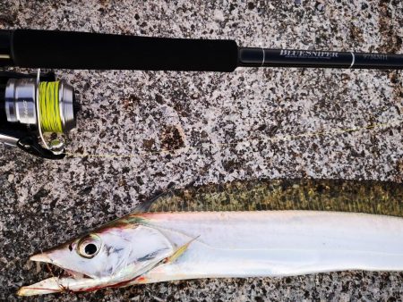 ロッド鱗つけで太刀魚