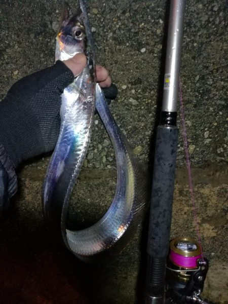 南港釣行 （10/13 南港タチウオ釣り 今季初　タチウオ釣果有り）