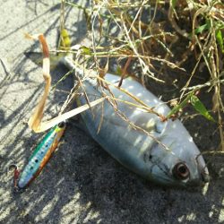 【苅田港】秋のシーバス調査