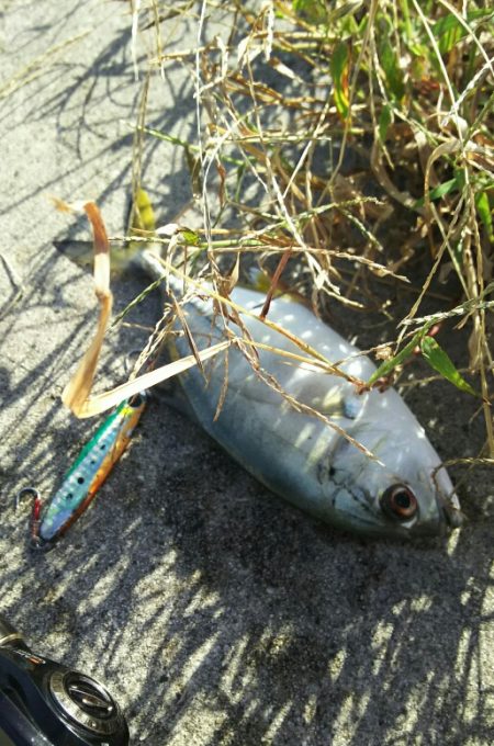 【苅田港】秋のシーバス調査