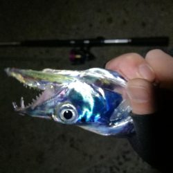 南港釣行 （10/15 10月半ば南港タチウオ釣り 6本(max 90cm) 釣果有り）