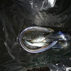 南港釣行 （10/16 肌寒い南港タチウオ釣り 2本 釣果有り）