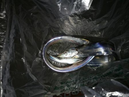 南港釣行 （10/16 肌寒い南港タチウオ釣り 2本 釣果有り）