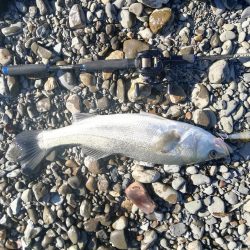 久しぶりに魚を拝めた