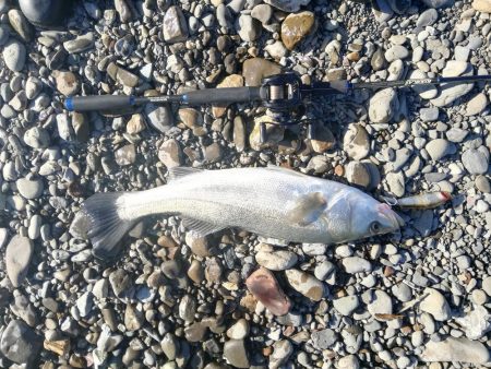 久しぶりに魚を拝めた