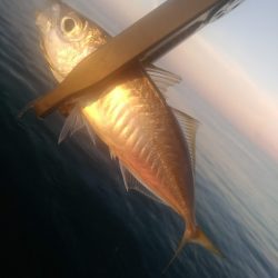 アジング　朝マズメ